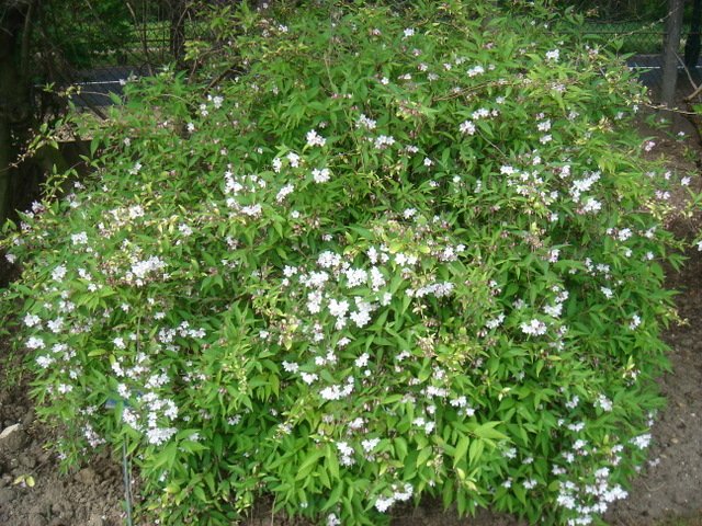 Deutzia monbeigii P1D